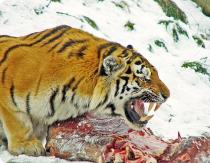 Краткая информация о тиграх